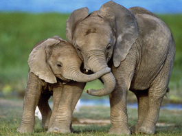 Слон принесет умеренность, долголетие и богатство