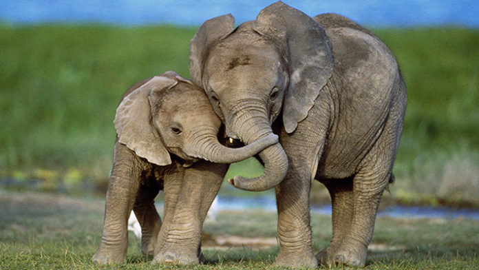 Слон принесет умеренность, долголетие и богатство
