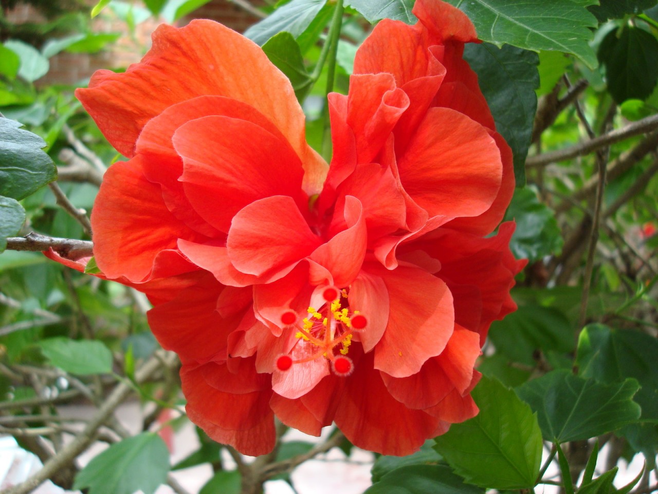 Гибискус или китайская роза. 10 комнатных растений, которые приносят счастье