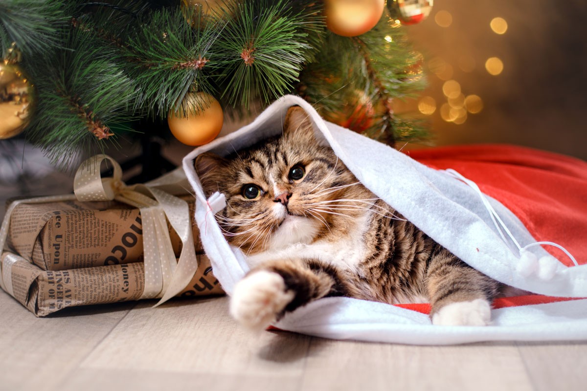 https://thecatsite.com/c/wp-content/uploads/2019/12/cats-christmas-featured.jpg